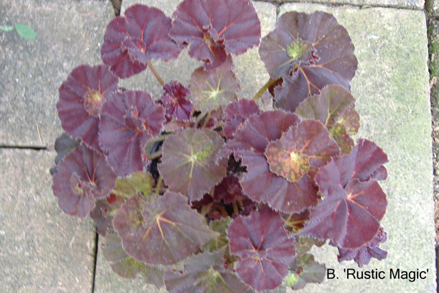 B. ‘Rustic Magic’